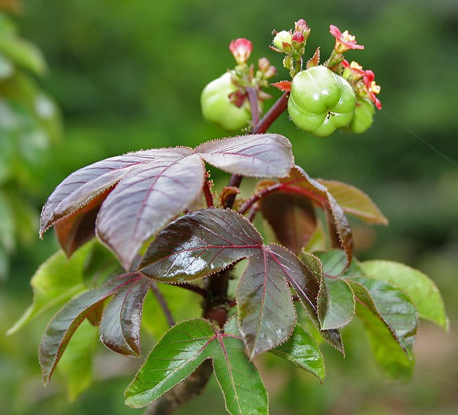 dietadeplantasmedicinalesen ayahuascaparaelmundo