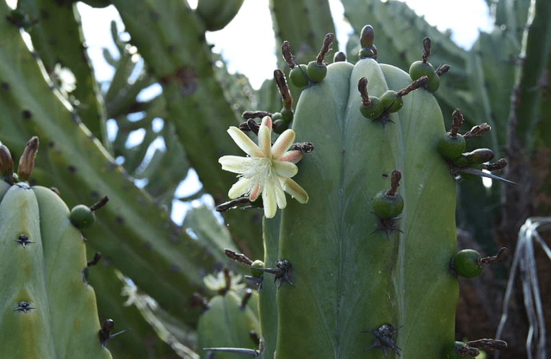 cactus blanco